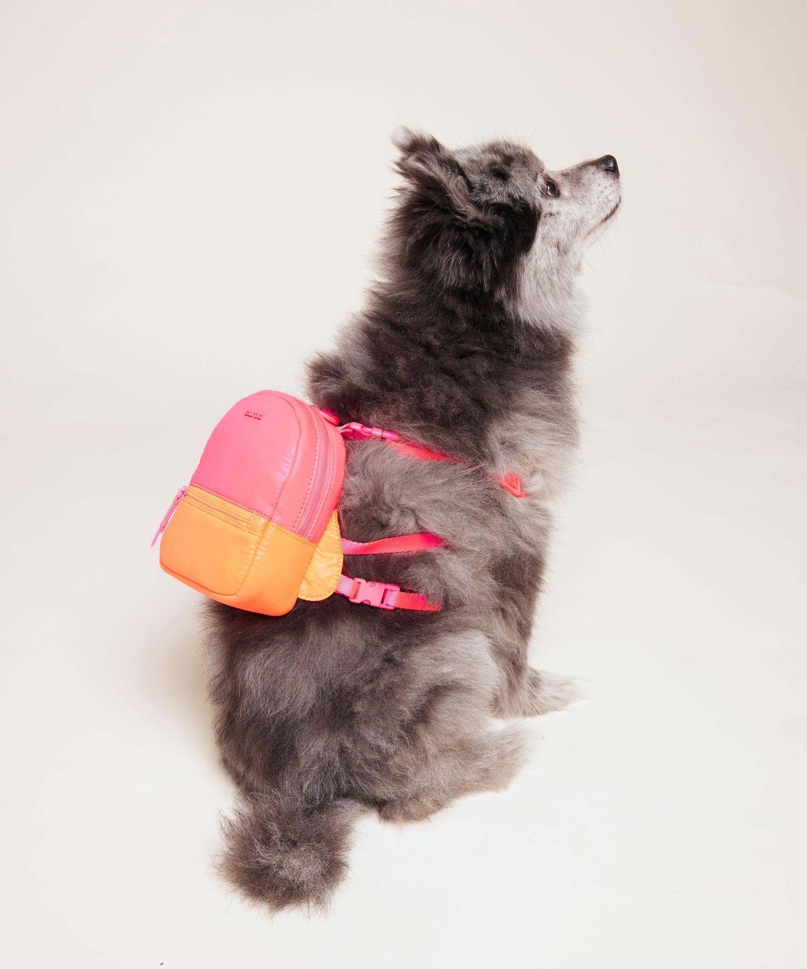 DOG Backpack - THE SPORTY in Neon Colors