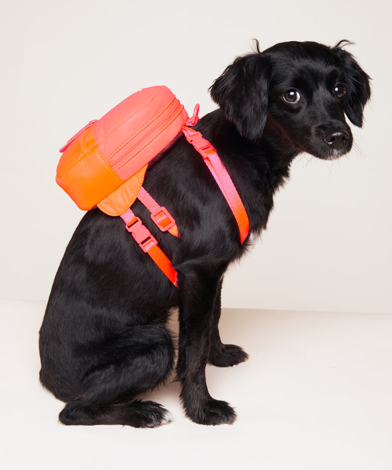 DOG BACKPACK - THE SPORTY - in Neon Colors